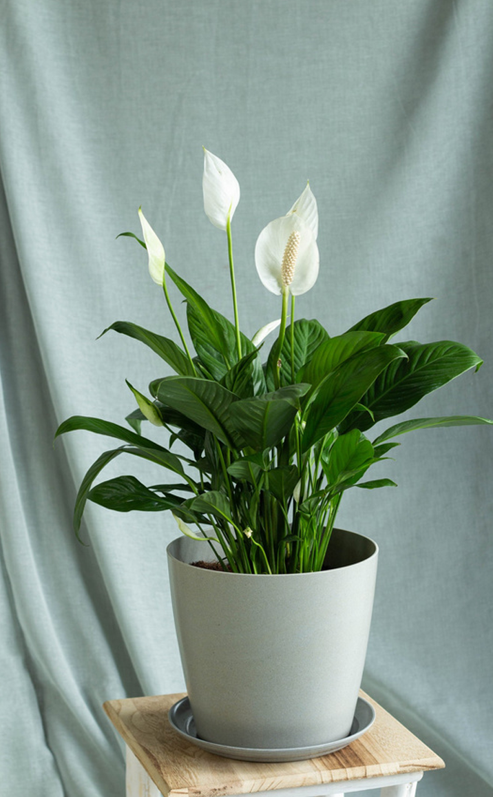 Peace Lily